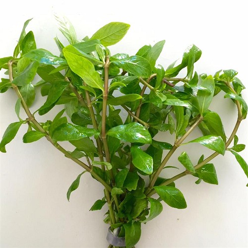 Hygrophila polysperma - Hygrophila du Siam bouquet
